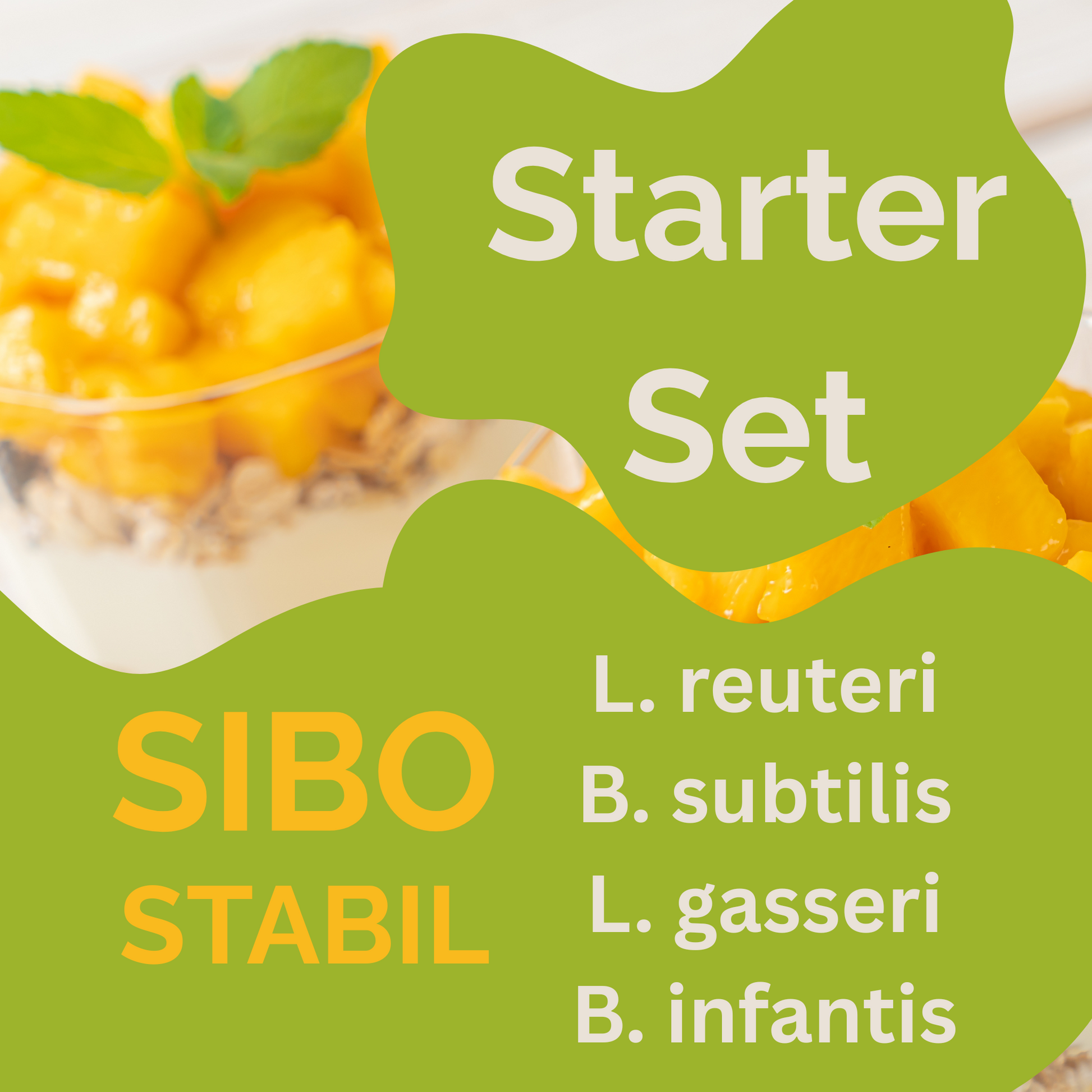 Σετ εκκίνησης „SIBO Stabil" | L. reuteri, B. subtilis, L. gasseri, B. infantis-Γιαούρτι